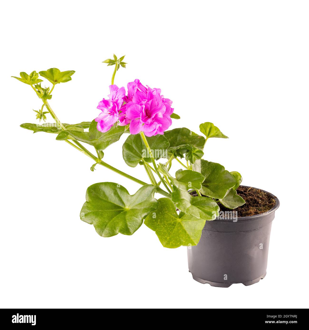 Géranium à l'ivée en pot ou géranium en cascade (Pelargonium peltatum) isolé sur fond blanc Banque D'Images