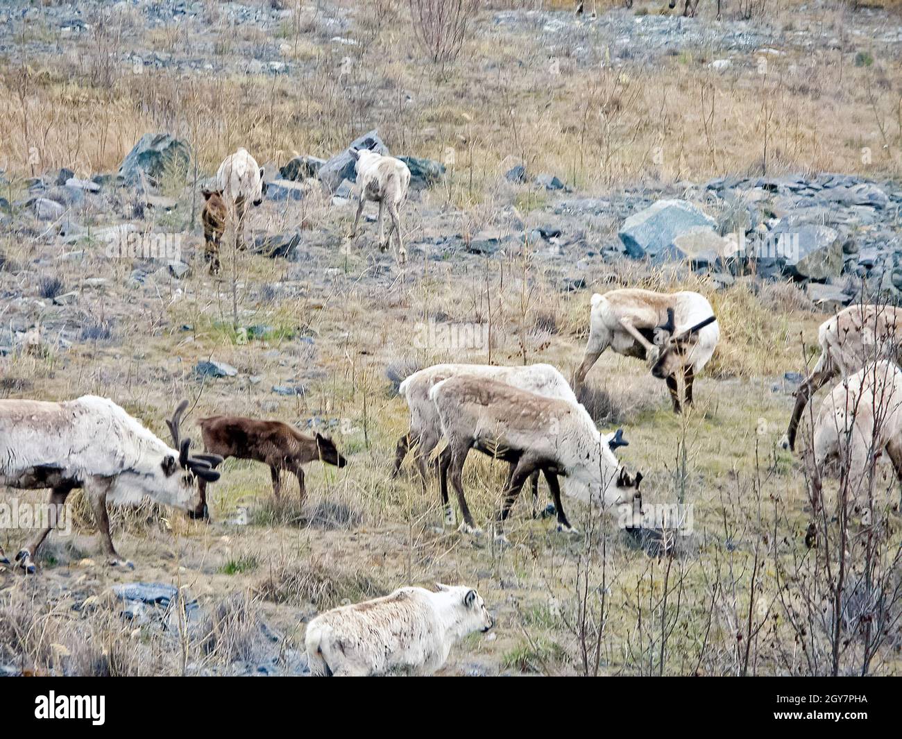 Rennes dans la toundra. Les pâturages pour les cerfs. L'élevage du renne Banque D'Images