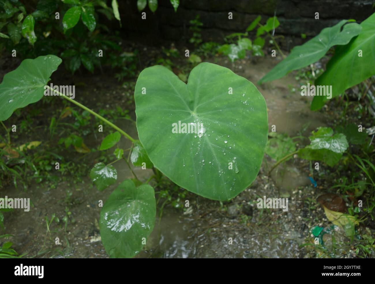 Vert frais Nouveau Taro Colocasia Elephant Ear plants ou Arbi Leaf avec gouttes de pluie ou le matin Dew. Cette plante ornementale de zone humide peut contenir de l'eau à cause de lui Banque D'Images