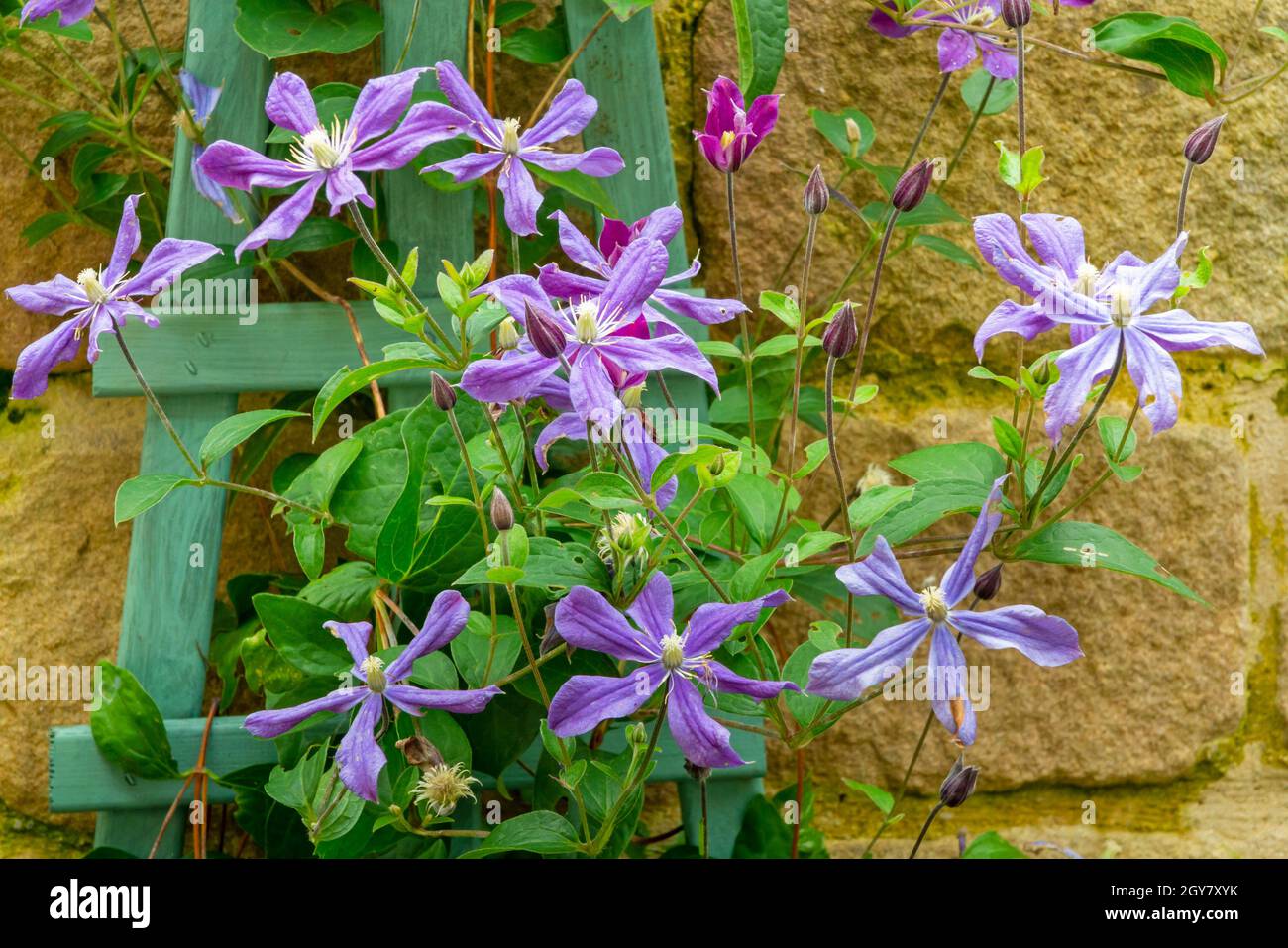 Fleurs de clématis violettes qui poussent sur un treillis en bois dans un jardin avec un mur derrière. Banque D'Images