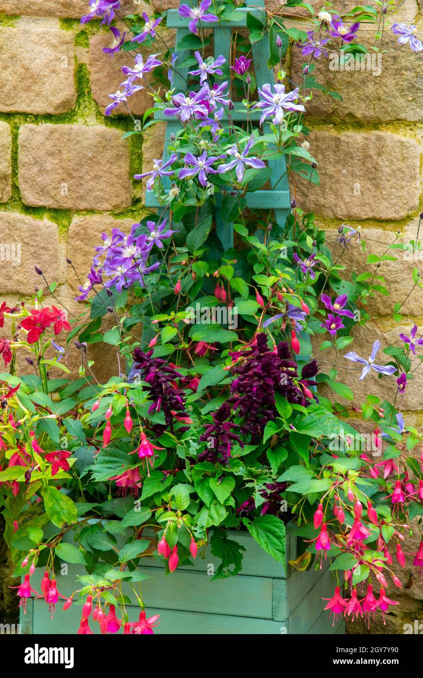 Fleurs de clematis pourpres poussant sur un treillis en bois dans un jardin avec mur derrière avec des plantes de salvia et fuchsia en dessous. Banque D'Images