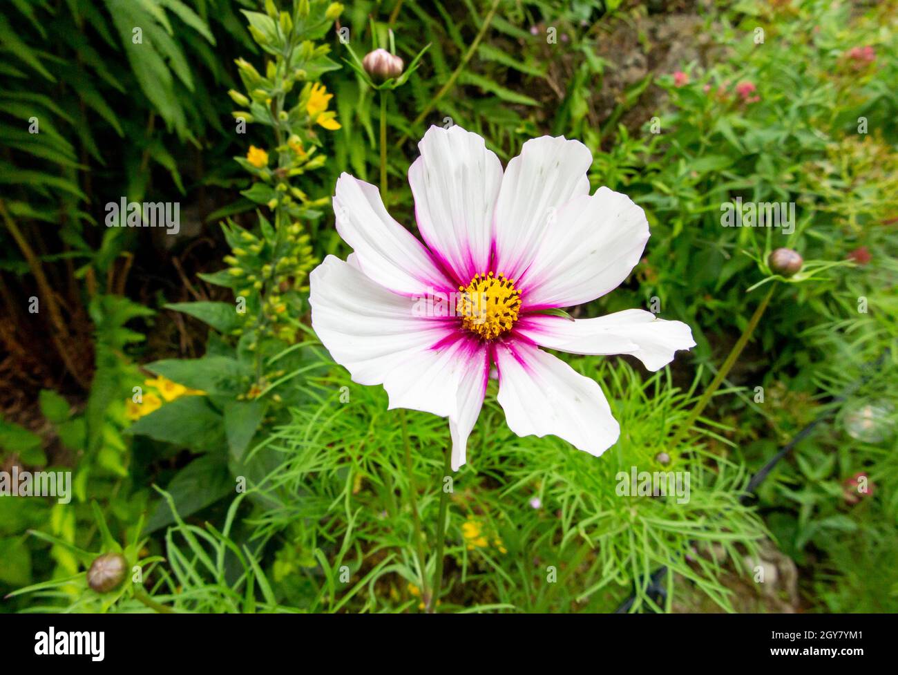 Vue rapprochée de la fleur de cosmos rose et blanc qui grandit dans un  jardin en été Photo Stock - Alamy