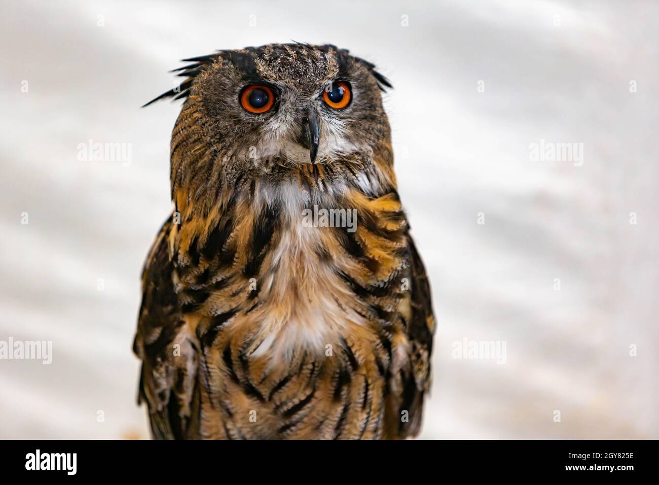 Journée de sensibilisation aux personnes handicapées -2021 - événement du 30e anniversaire - Eagle Owl assis sur un perchoir Banque D'Images