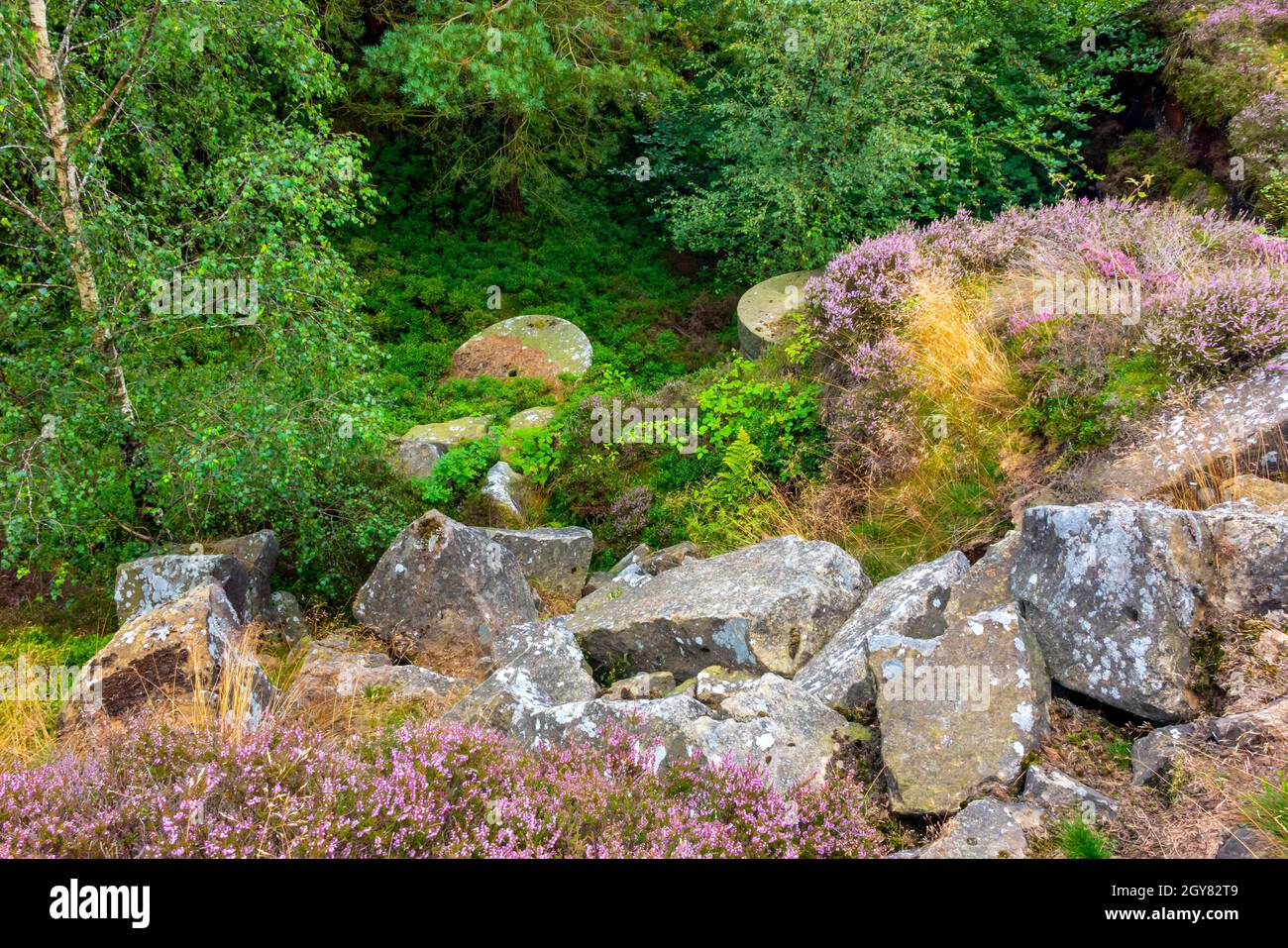 Arbres et bruyère en août sur Stanton Moor entre Matlock Et Bakewell dans le parc national de Peak District Derbyshire Angleterre ROYAUME-UNI Banque D'Images