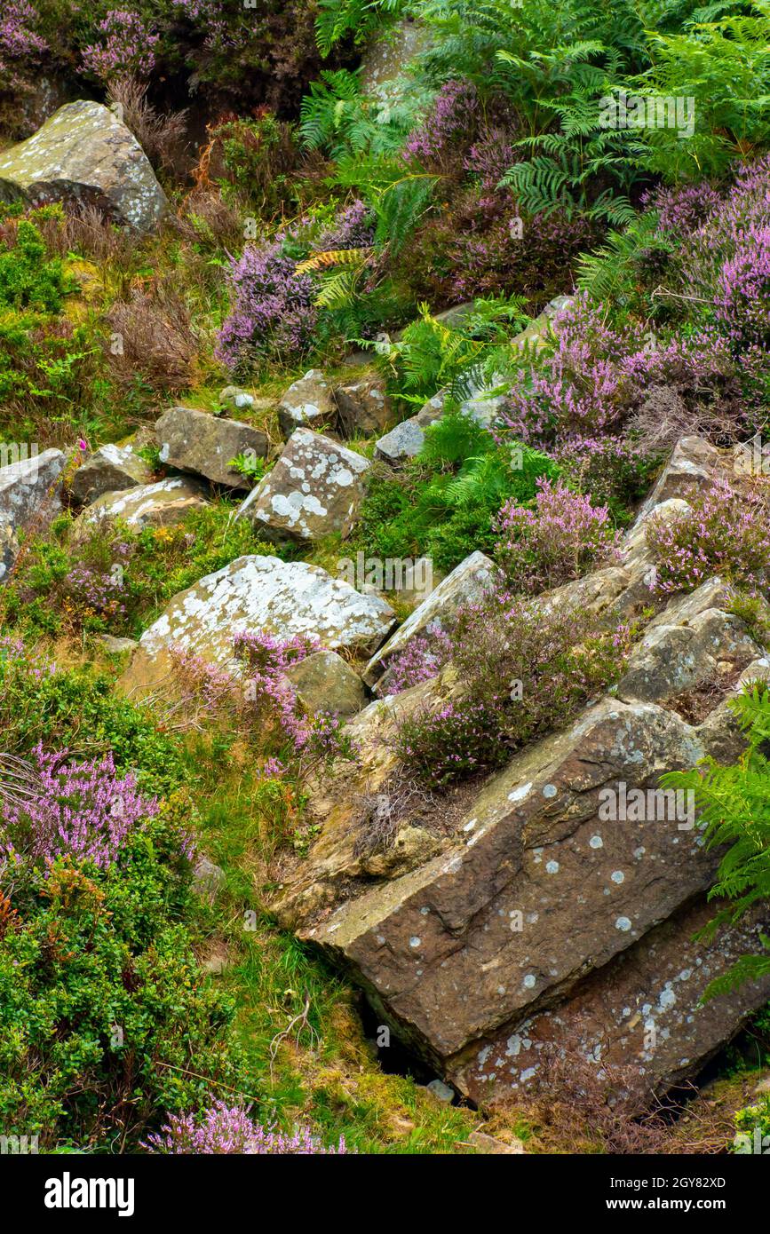 Rochers et bruyère en août sur Stanton Moor entre Matlock et Bakewell dans le parc national de Peak District Derbyshire Angleterre Royaume-Uni Banque D'Images