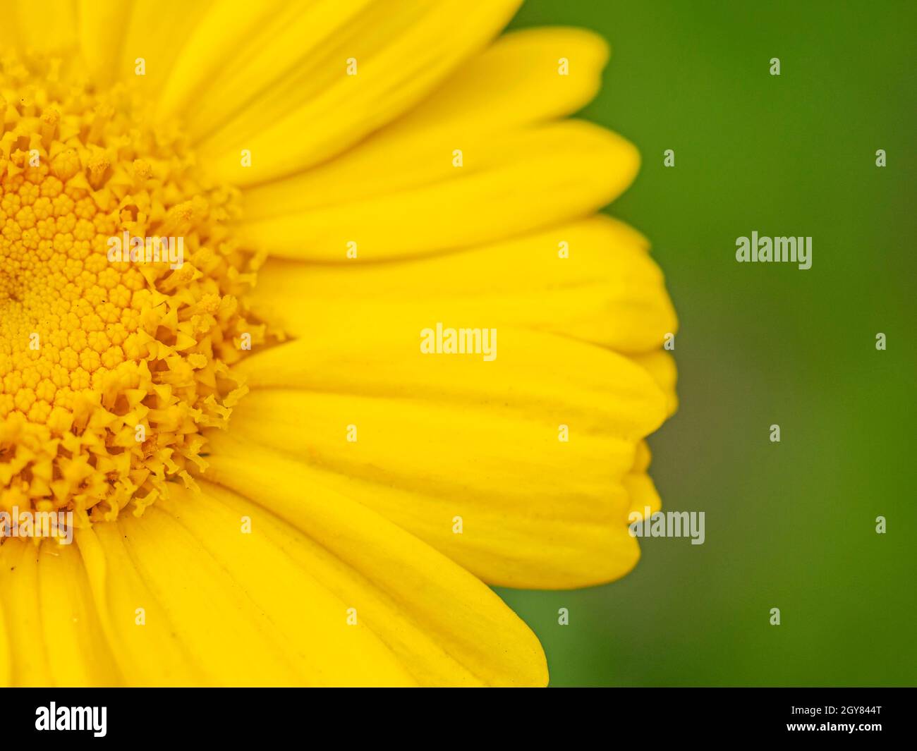 Photo macro de la moitié d'une fleur de chrysanthème jaune vif montrant les détails avec un arrière-plan vert flou Banque D'Images