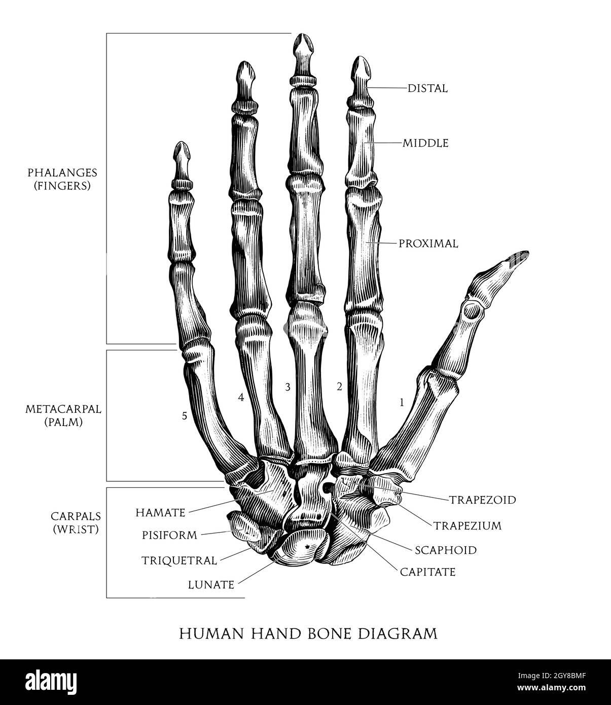 Main humaine dessin main dessin vintage style gravure noir et blanc clipart isolé sur fond blanc Illustration de Vecteur