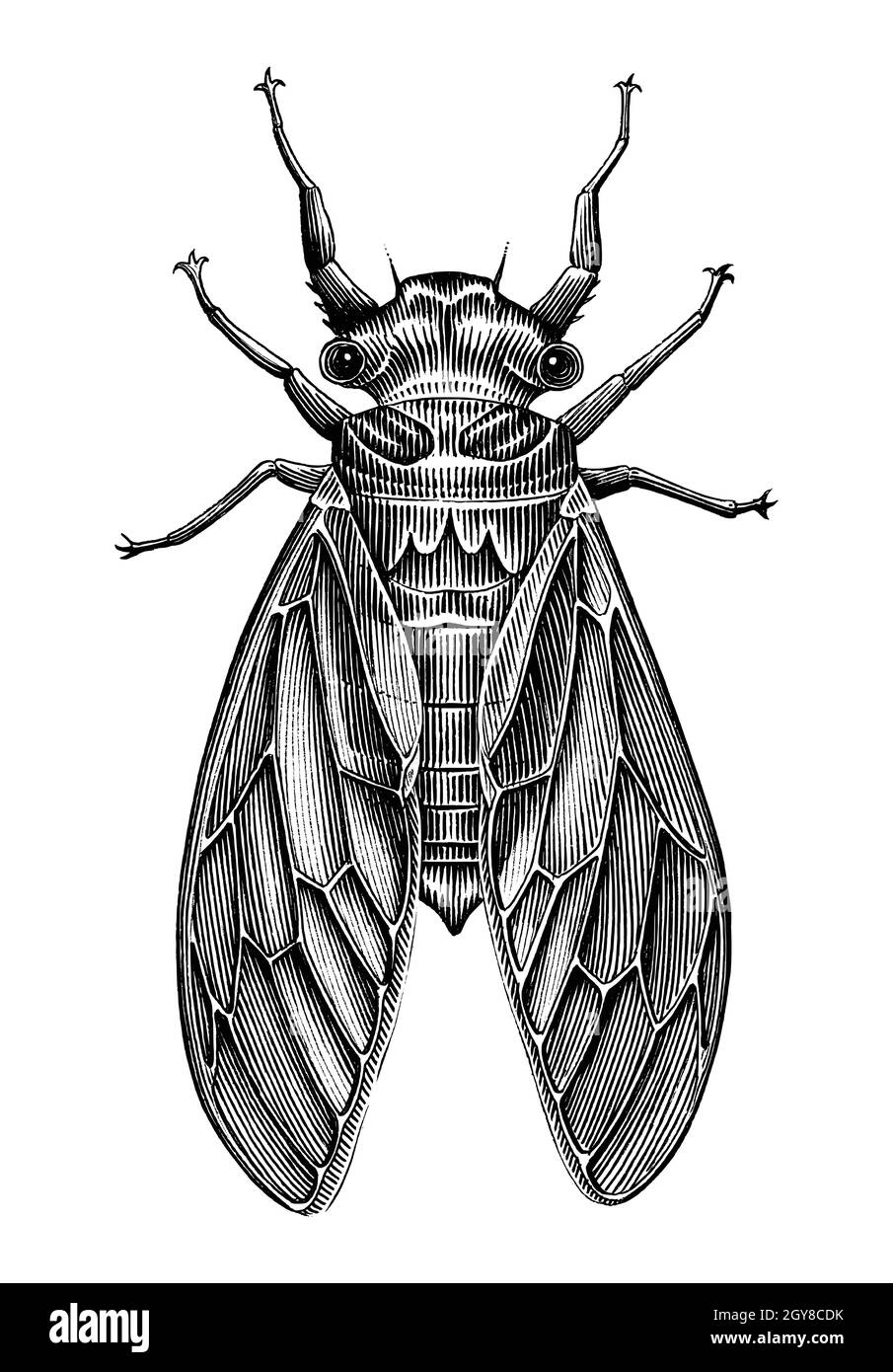 Cicada main dessiner vintage style gravure noir et blanc clipart isolé sur fond blanc Illustration de Vecteur