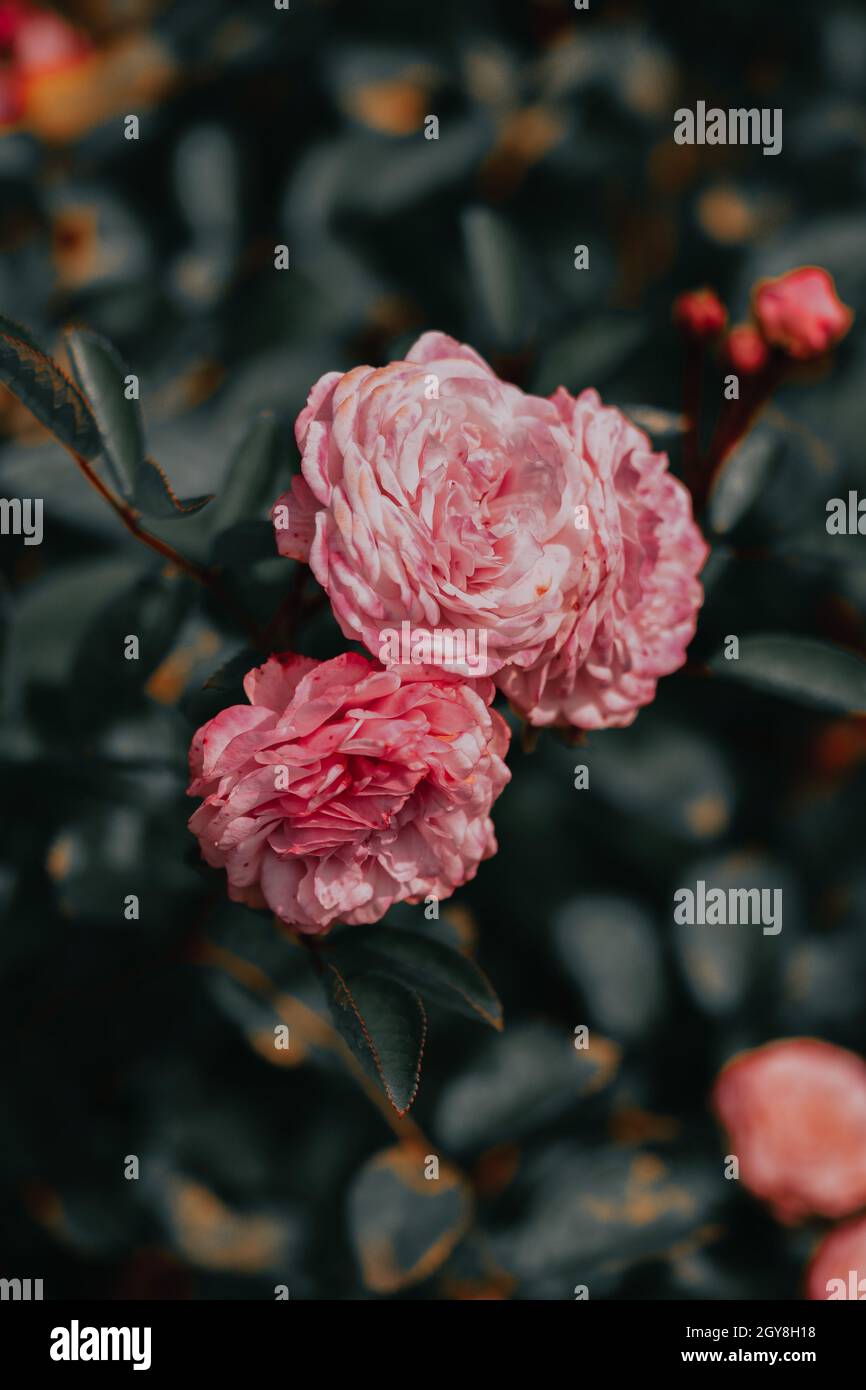 Les fleurs de la rose de Chine fleurissent dans le jardin Banque D'Images