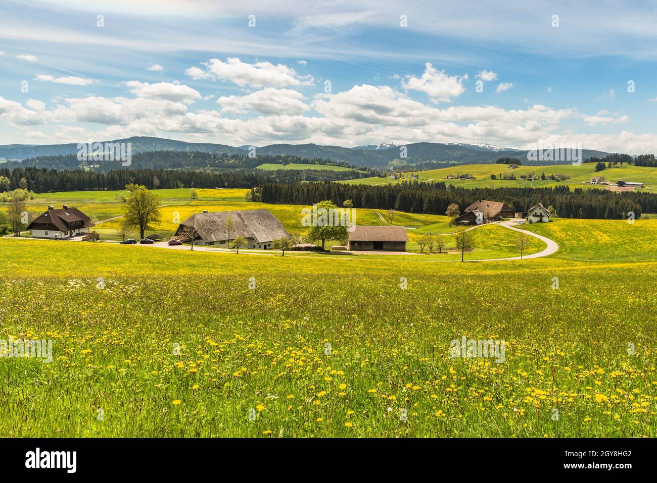 Ferme et prairie de fleurs près de Breitnau avec vue sur le Feldberg, Forêt Noire, Bade-Wurtemberg, Allemagne Banque D'Images