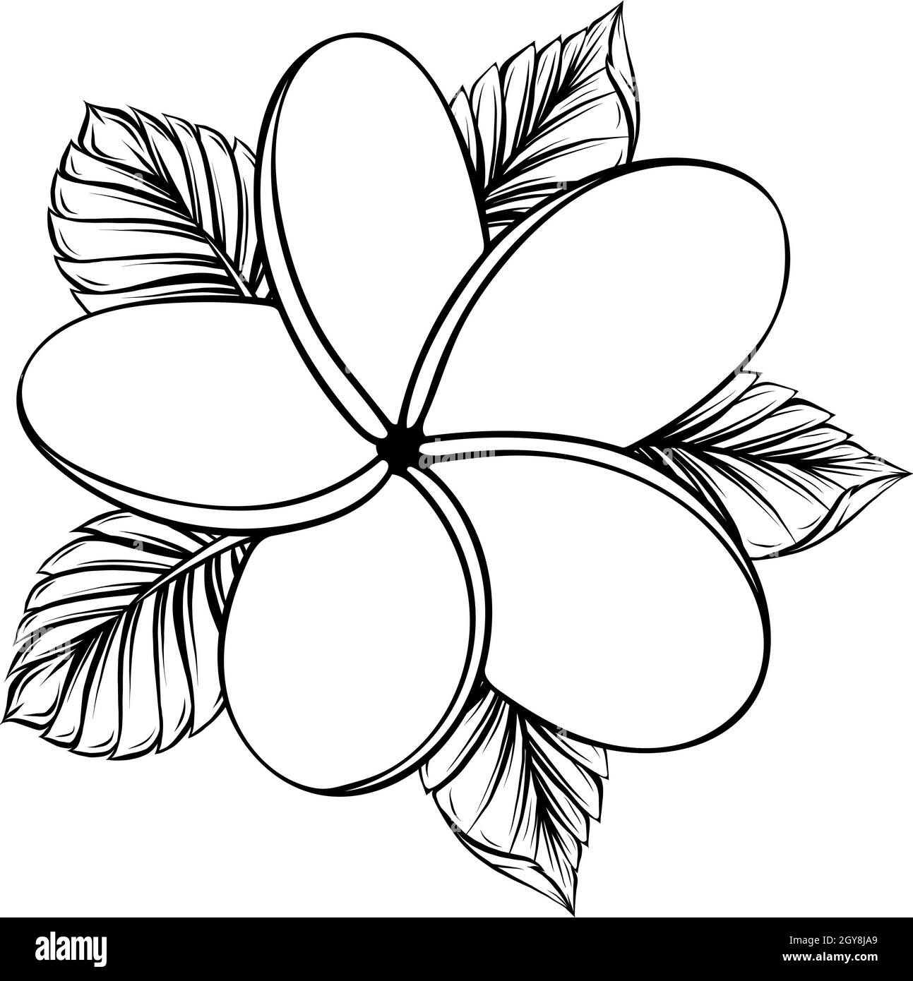 Fleur De Frangipanier Dessin Tatouage Fleur de polynésie Banque d'images noir et blanc - Alamy