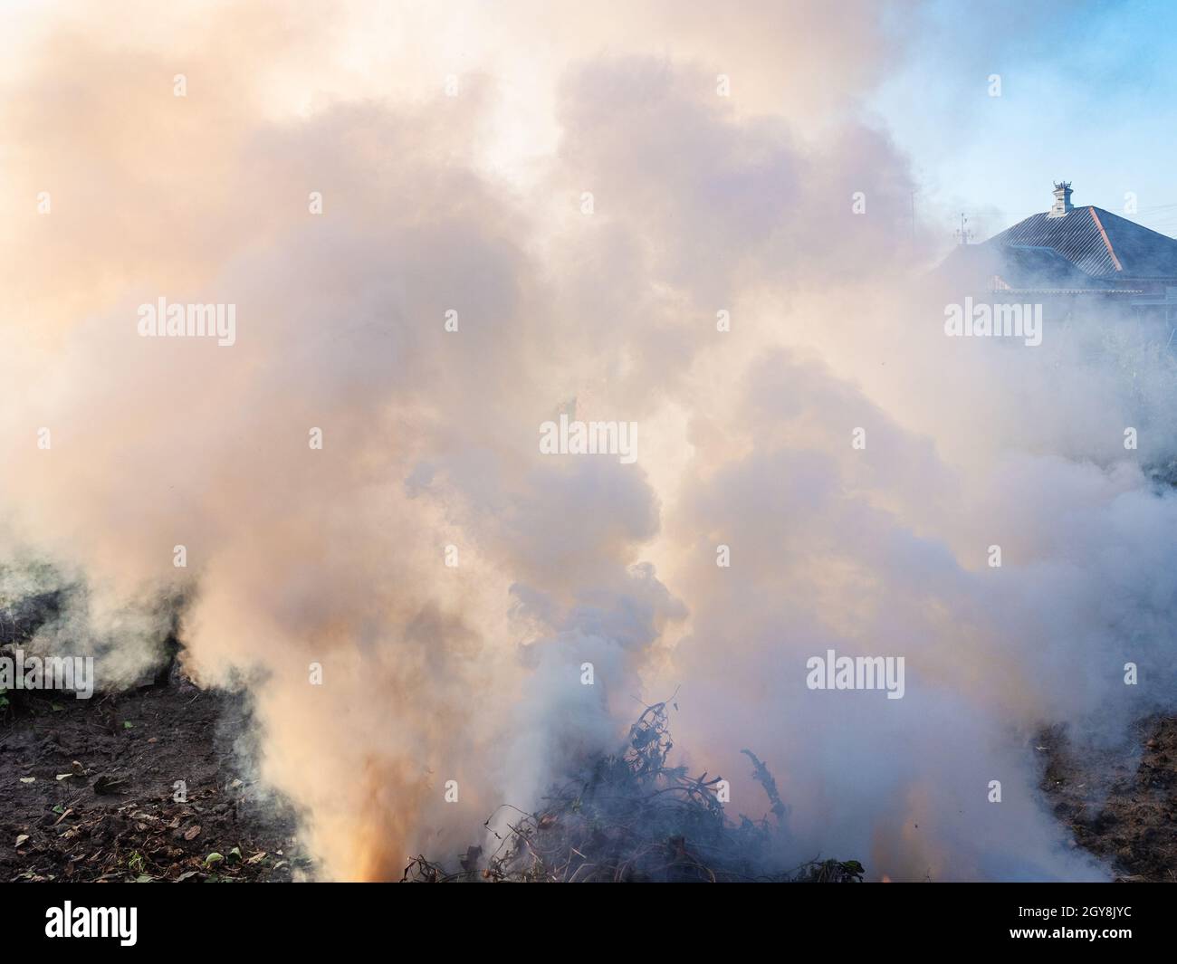 des nuages de fumée sur les tiges coupées brûlantes des plantes dans le jardin à la maison au crépuscule de l'automne Banque D'Images