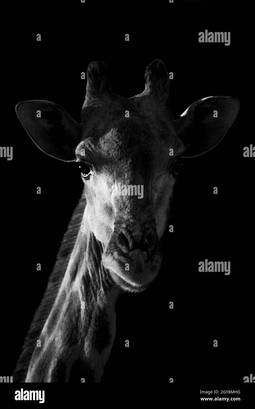 Vue en gros plan mono de la girafe sur fond noir Banque D'Images