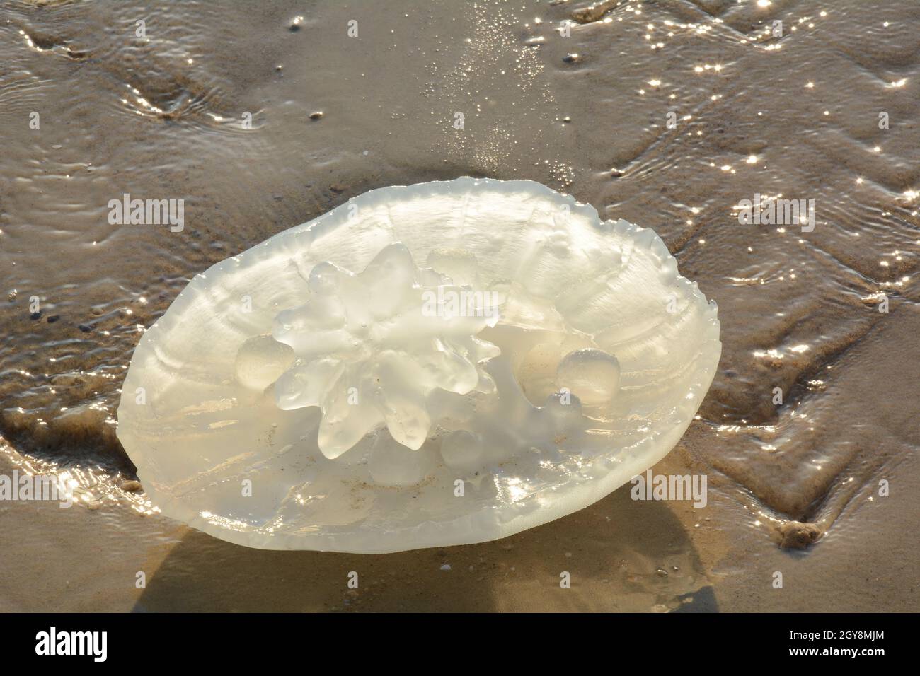 Rhopilema nomadica jellyfish au bord de la mer Méditerranée. Les filaments vermiculaires avec des cellules de piqûre venimeuses peuvent causer des blessures douloureuses aux personnes. Banque D'Images