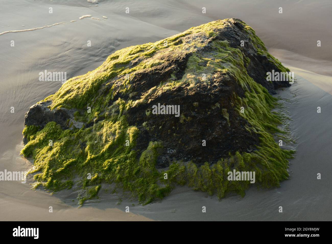 Rochers couverts d'algues vertes sur la plage de la côte de mer. Algues de mer ou mousse verte coincée sur la pierre. Rochers couverts d'algues vertes dans l'eau de mer. Banque D'Images