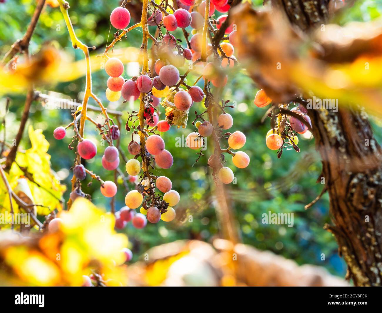 raisins mûrs illuminés par le soleil couchant à proximité sur les vieilles vignes le jour ensoleillé de l'automne Banque D'Images