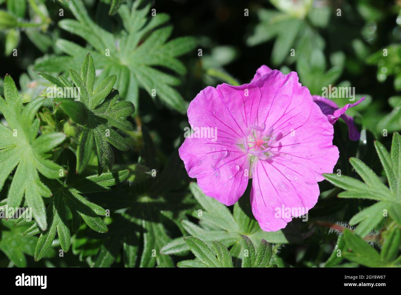 Crâne sanglant rose, variété Geranium sanguineum John Elsley, fleur avec quelques gouttes de pluie sur les pétales et un fond de feuilles floues. Banque D'Images