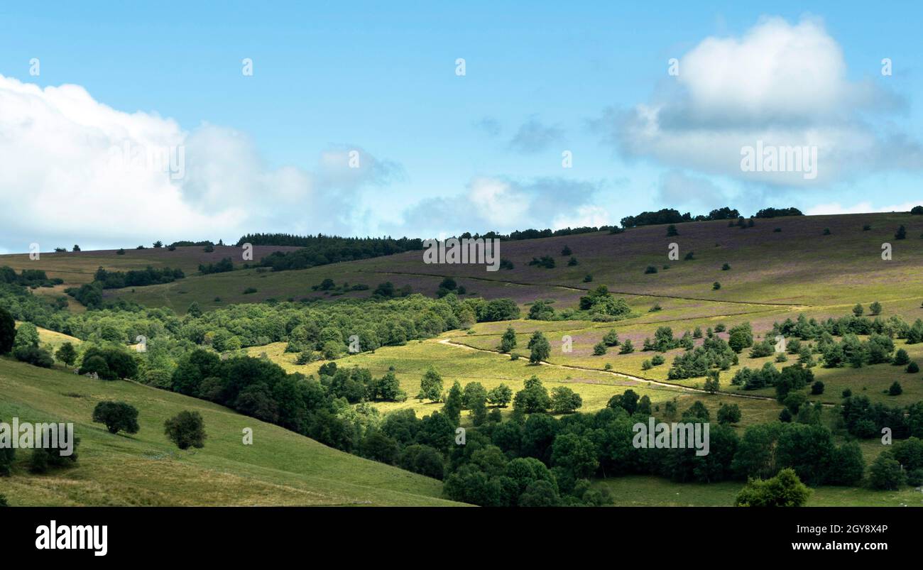 Col des Supeyres, landes des Hautes Chaumes, Parc naturel régional Livradois-Forez, département du Puy de Dôme, Auvergne-Rhône-Alpes, France Banque D'Images