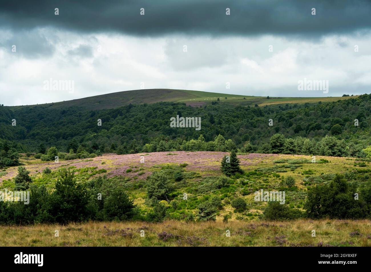 Col des Supeyres, landes des Hautes Chaumes, Parc naturel régional Livradois-Forez, département du Puy de Dôme, Auvergne-Rhône-Alpes, France Banque D'Images