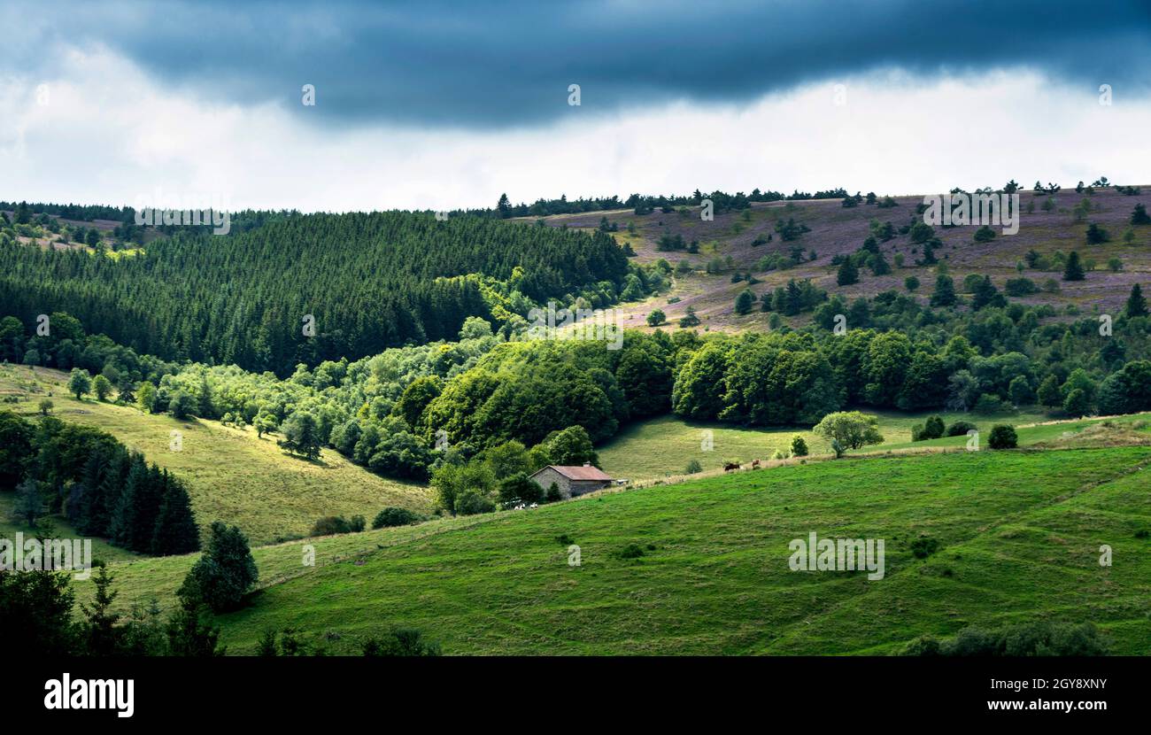 Col des Supeyres, landes des Hautes Chaumes, Parc naturel régional Livradois-Forez, département du Puy de Dôme, Auvergne-Rhône-Alpes, France Banque D'Images