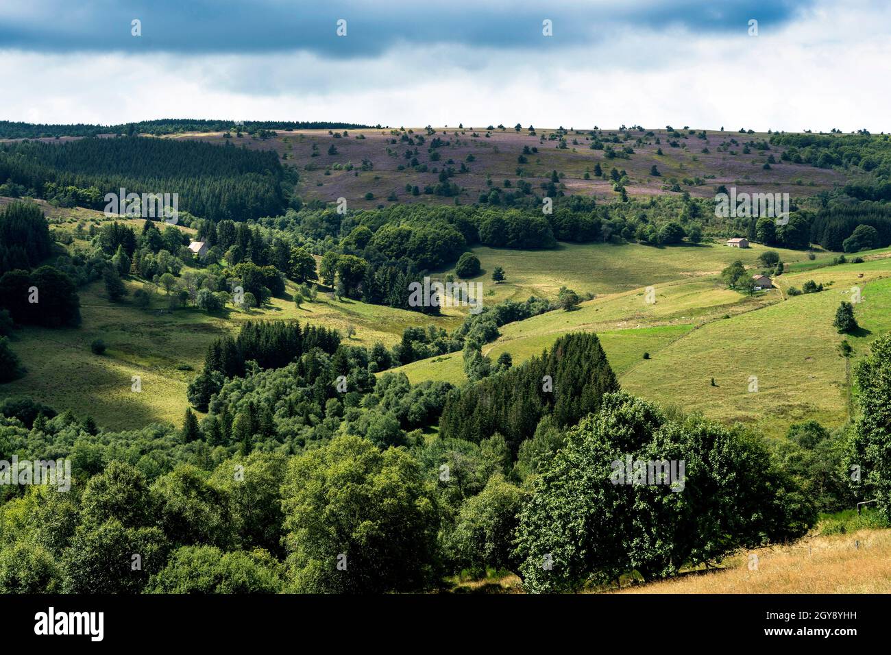 Col des Supeyres, landes des Hautes Chaumes, Parc naturel régional Livradois-Forez, département du Puy de Dôme, Auvergne-Rhône-Alpes, France Banque D'Images