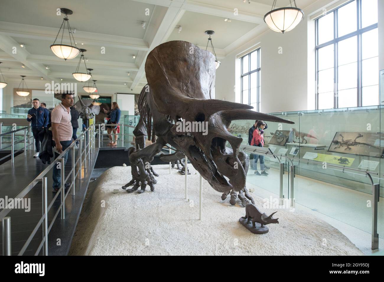 NEW YORK, USA-15 OCTOBRE 2020 : un squelette monté d'un ancien dinosaure du triceratops est visible au Musée américain d'Histoire naturelle de New Banque D'Images