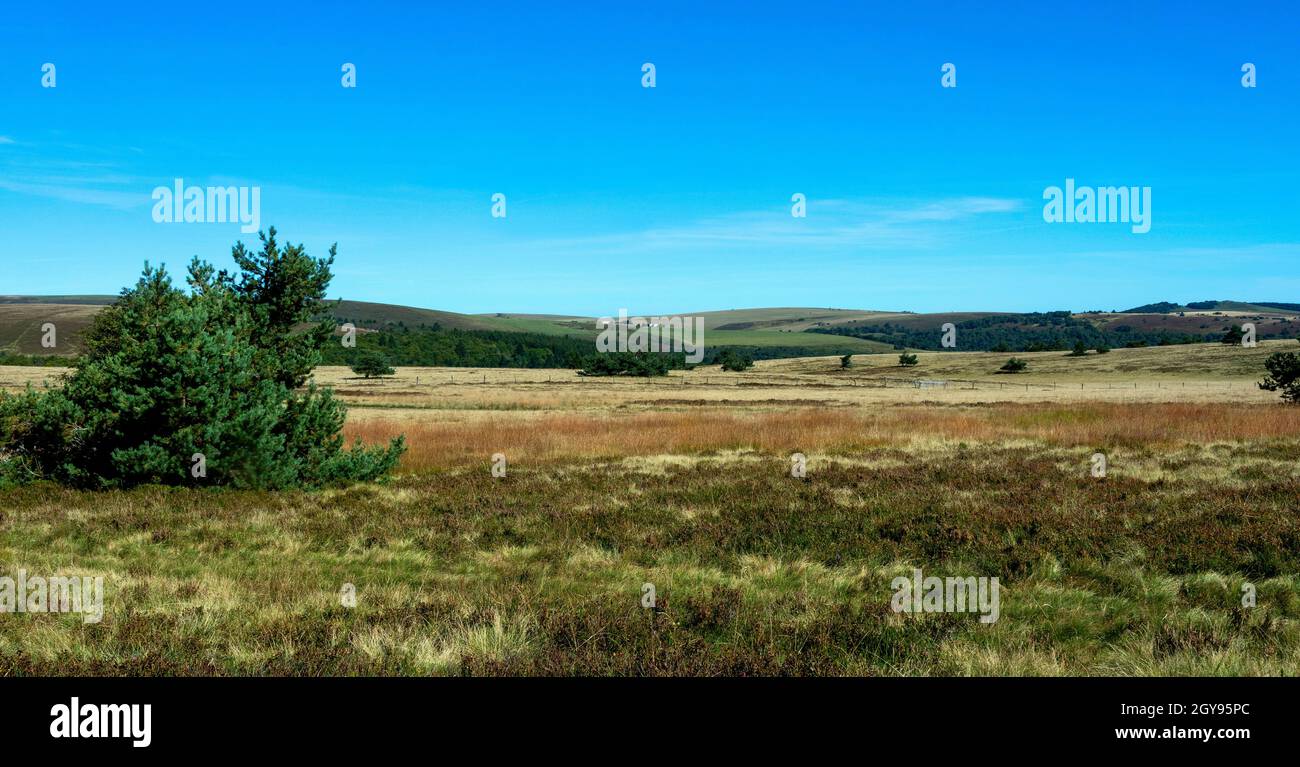 Col des Supeyres, landes des Hautes Chaumes, Parc naturel régional Livradois-Forez, département du Puy de Dôme, Auvergne-Rhône-Alpes, France Banque D'Images