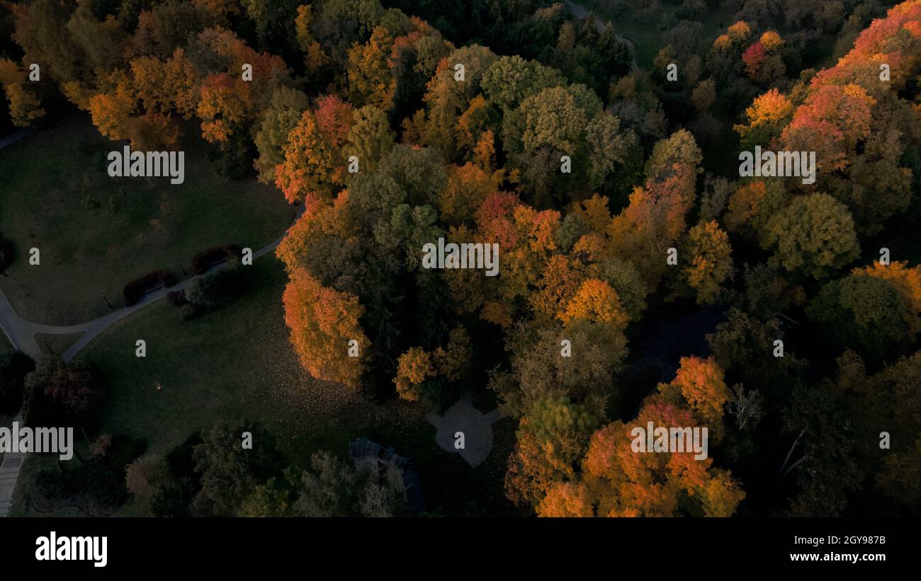 Vol au-dessus du parc d'automne.Des arbres avec des feuilles jaunes d'automne sont visibles.Photographie aérienne. Banque D'Images