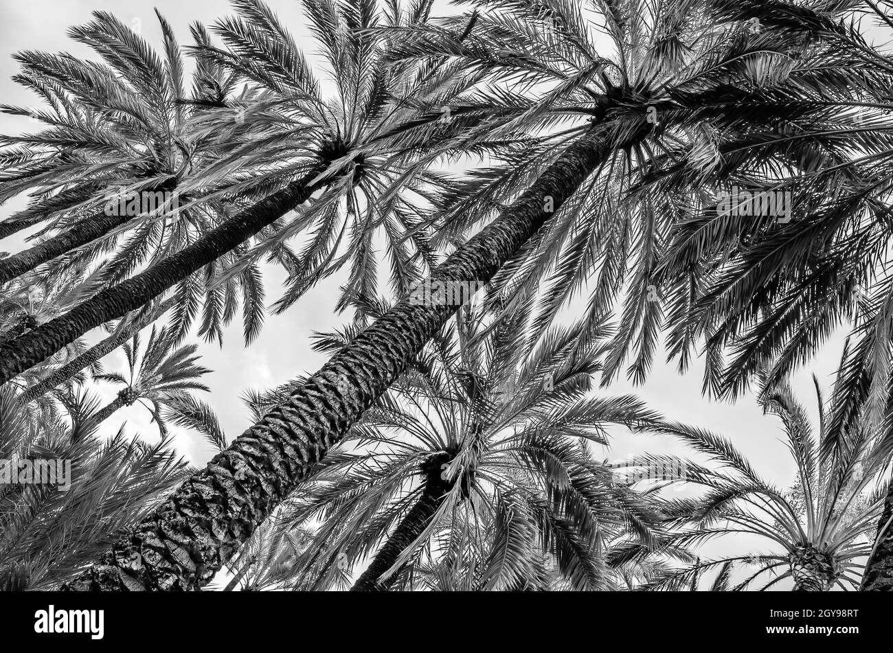 Datent des palmiers dans la palmeraie d'Elche, province d'Alicante, Espagne; image en noir et blanc Banque D'Images