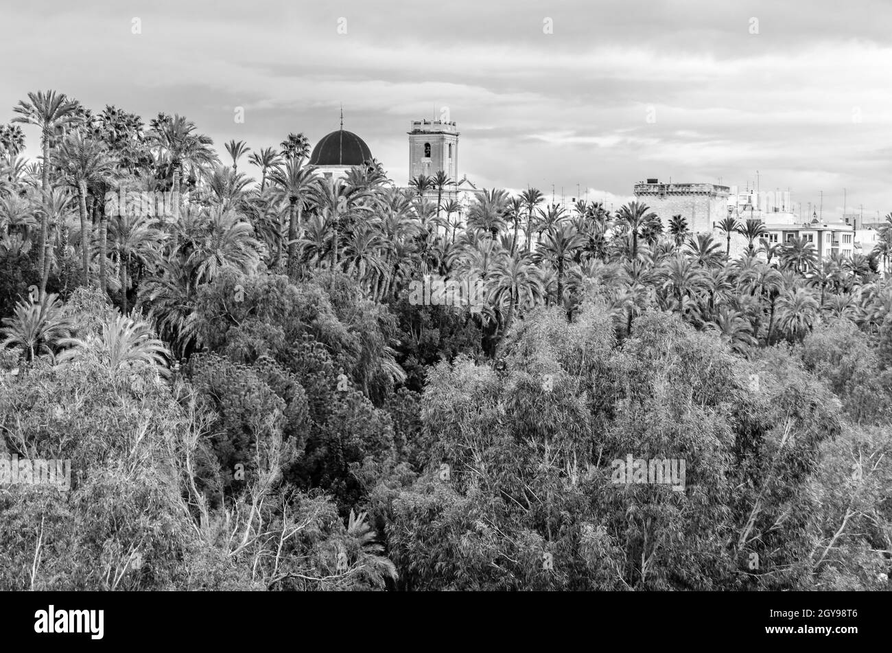 Vue sur la ville d'Elche, province d'Alicante, Espagne, montrant la palmeraie et la basilique; image en noir et blanc Banque D'Images