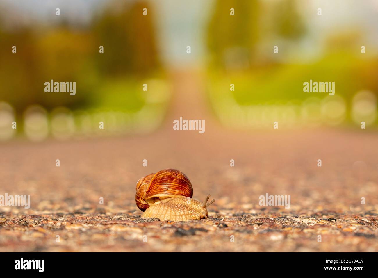 Traversez la route en escargot. La durée de vie lente peut être dangereuse. Banque D'Images