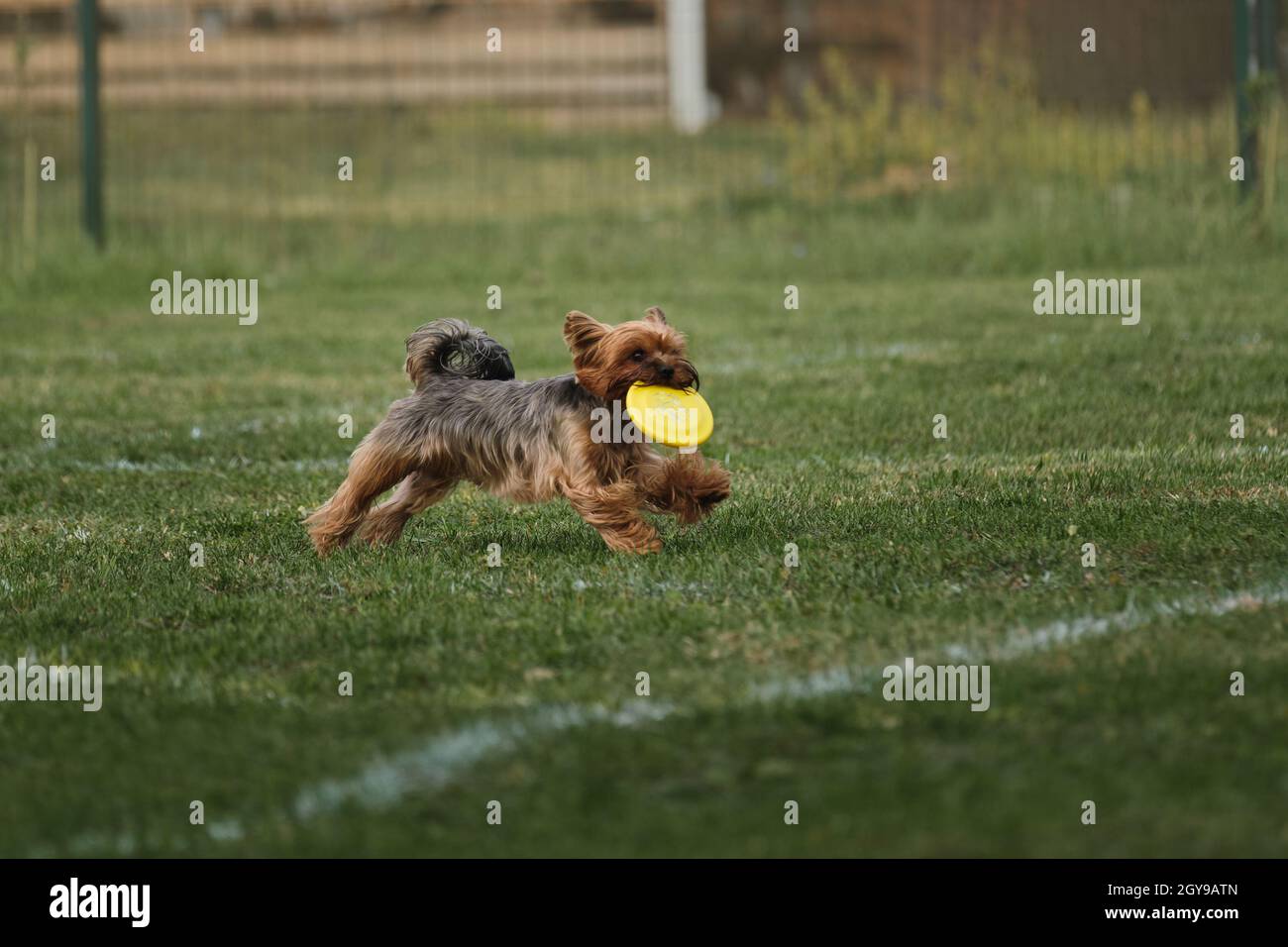 Le chien court rapidement et tient le disque volant de jouet en plastique jaune dans ses dents.Chien miniature sportif.Le Yorkshire Terrier est présent pour les sports lors d'une chaude journée d'été Banque D'Images