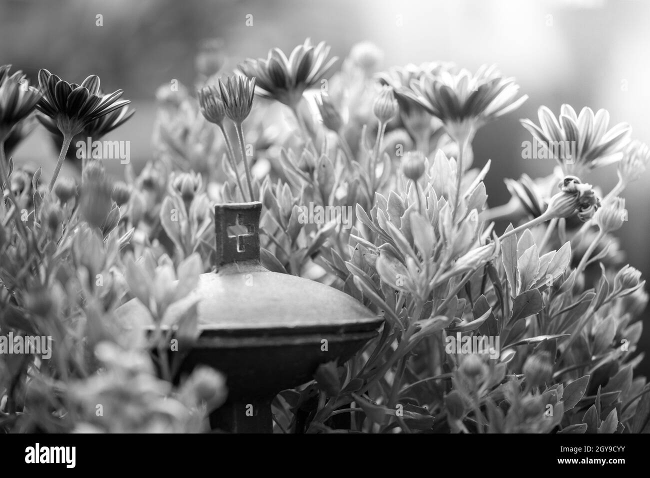 Gros plan d'un bol d'eau Saint en fer sur un cimetière Banque D'Images Gros plan d'un bol d'eau Saint en fer sur un cimetière Banque D'Images