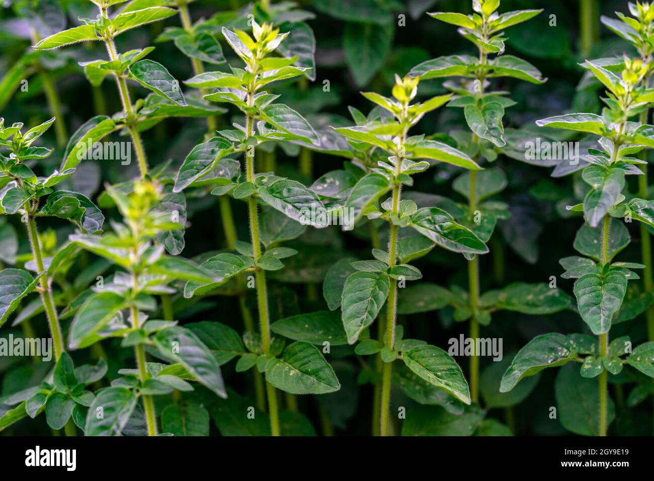 menthe poivrée dans le lit de fleurs de la ferme. Banque D'Images