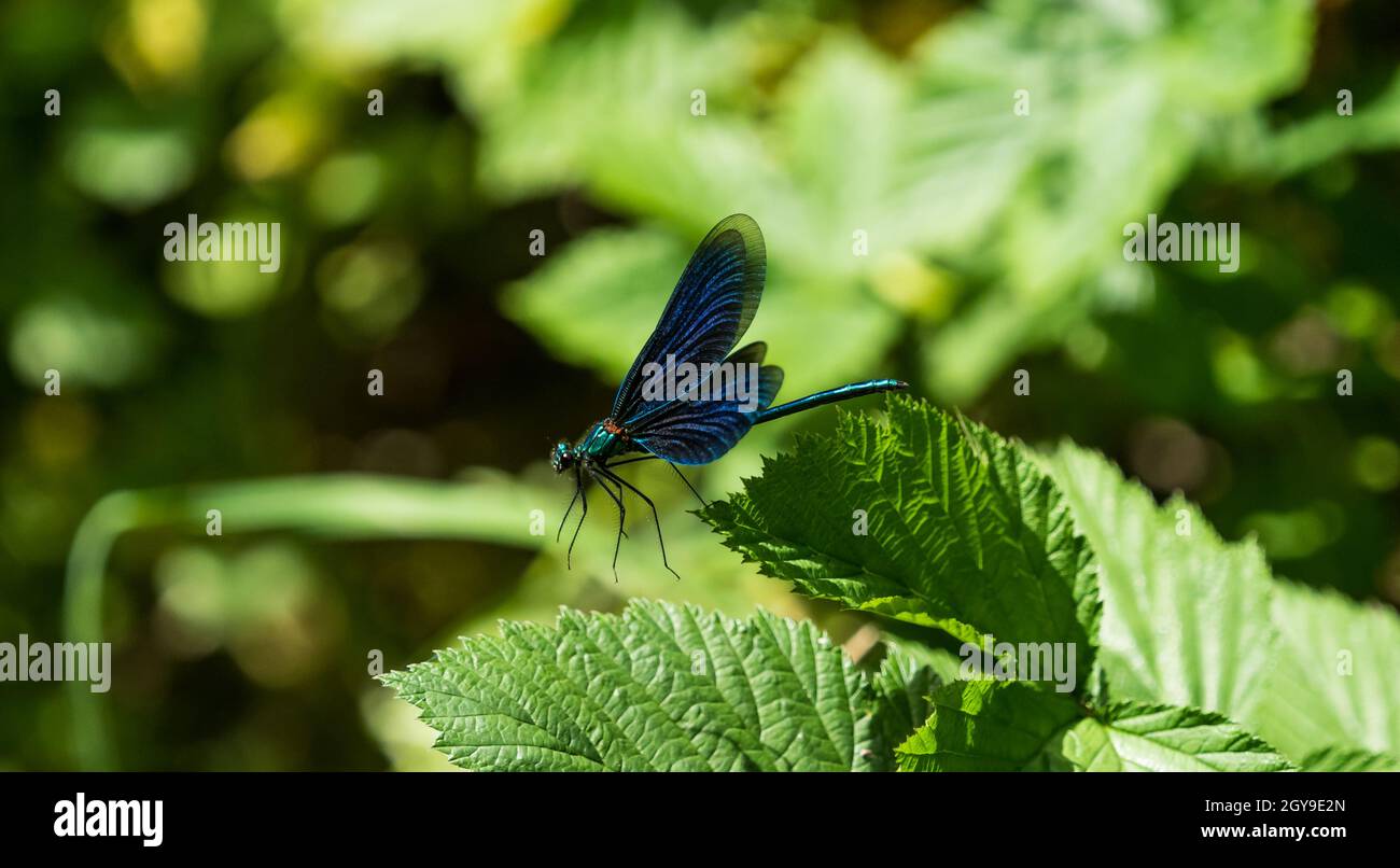 Une libellule à ailes bleues sur une feuille en été en sarre, espace copie Banque D'Images