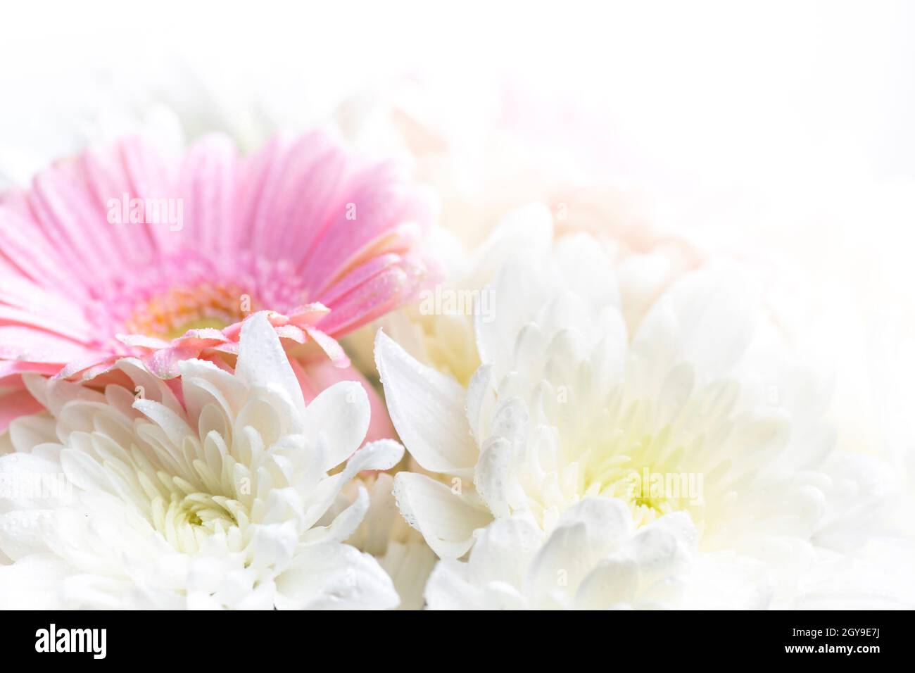 Nature morte de fleurs sur fond blanc Banque D'Images