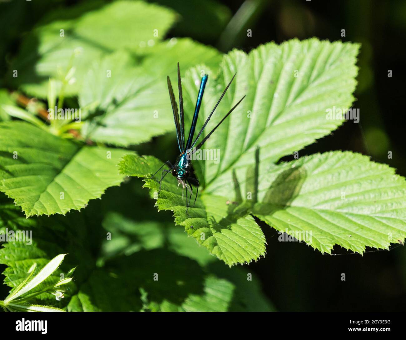 Une libellule à ailes bleues sur une feuille en été en sarre, espace copie Banque D'Images