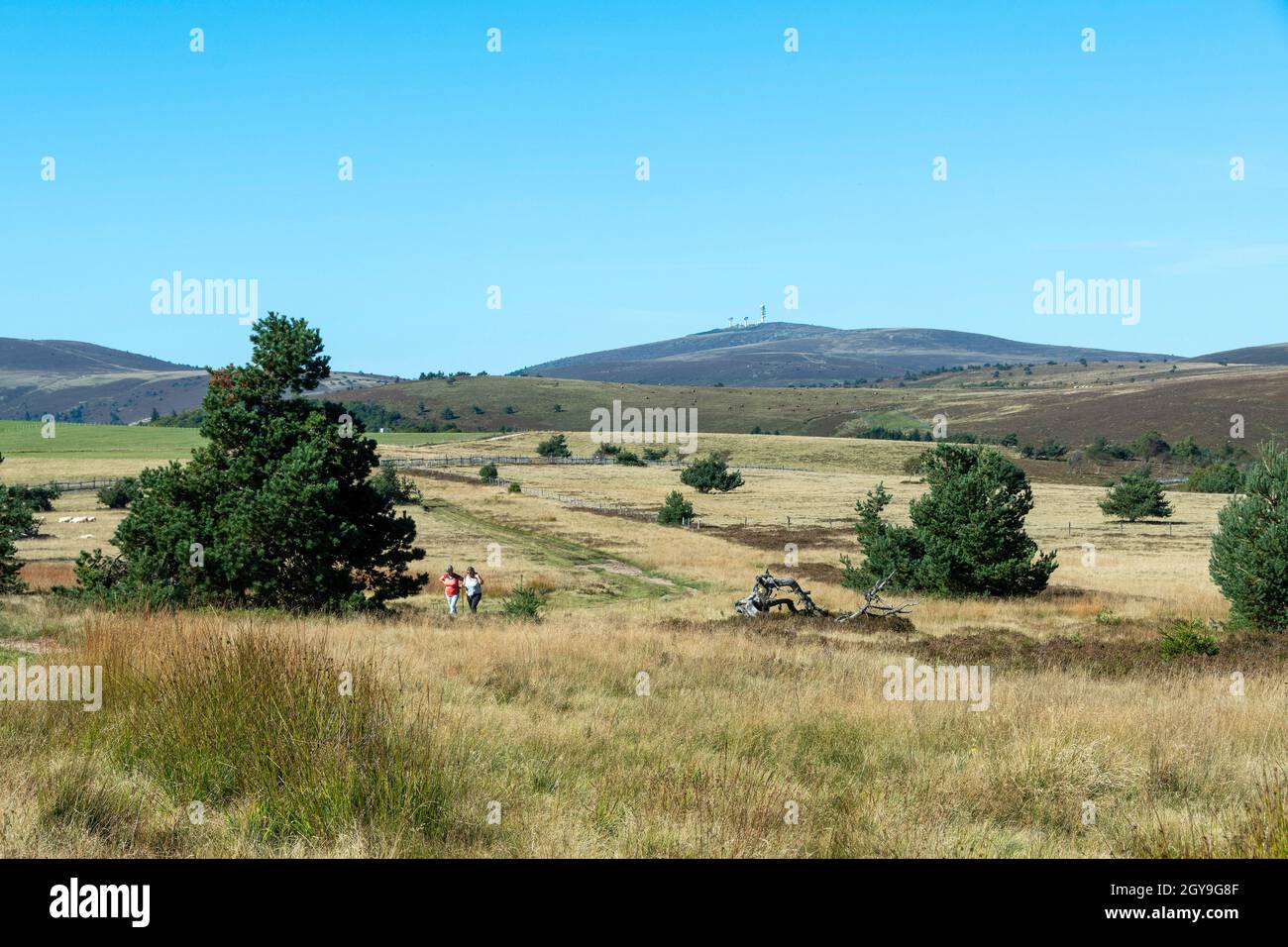Col des Supeyres, landes des Hautes Chaumes, Parc naturel régional Livradois-Forez, département du Puy de Dôme, Auvergne-Rhône-Alpes, France Banque D'Images