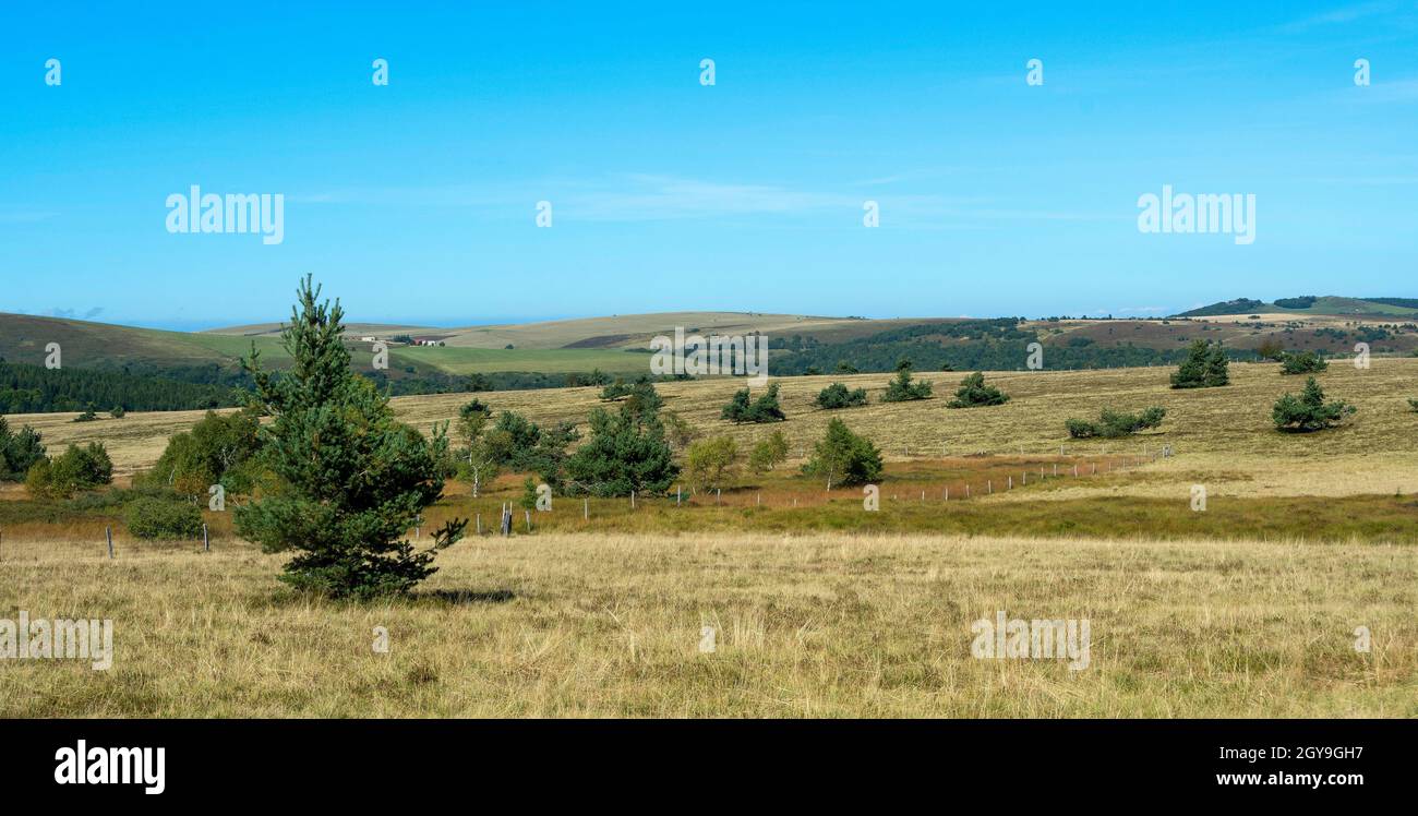 Col des Supeyres, landes des Hautes Chaumes, Parc naturel régional Livradois-Forez, département du Puy de Dôme, Auvergne-Rhône-Alpes, France Banque D'Images