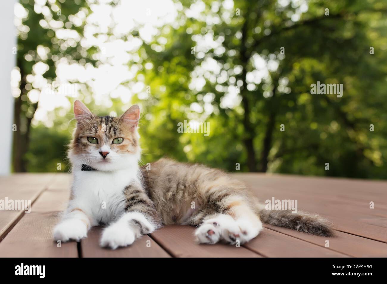 Le magnifique chat tricolore se trouve sur une terrasse en bois marron avec un fond vert flou.Joyeux chat couché.Concept d'animal de compagnie sain et heureux Banque D'Images