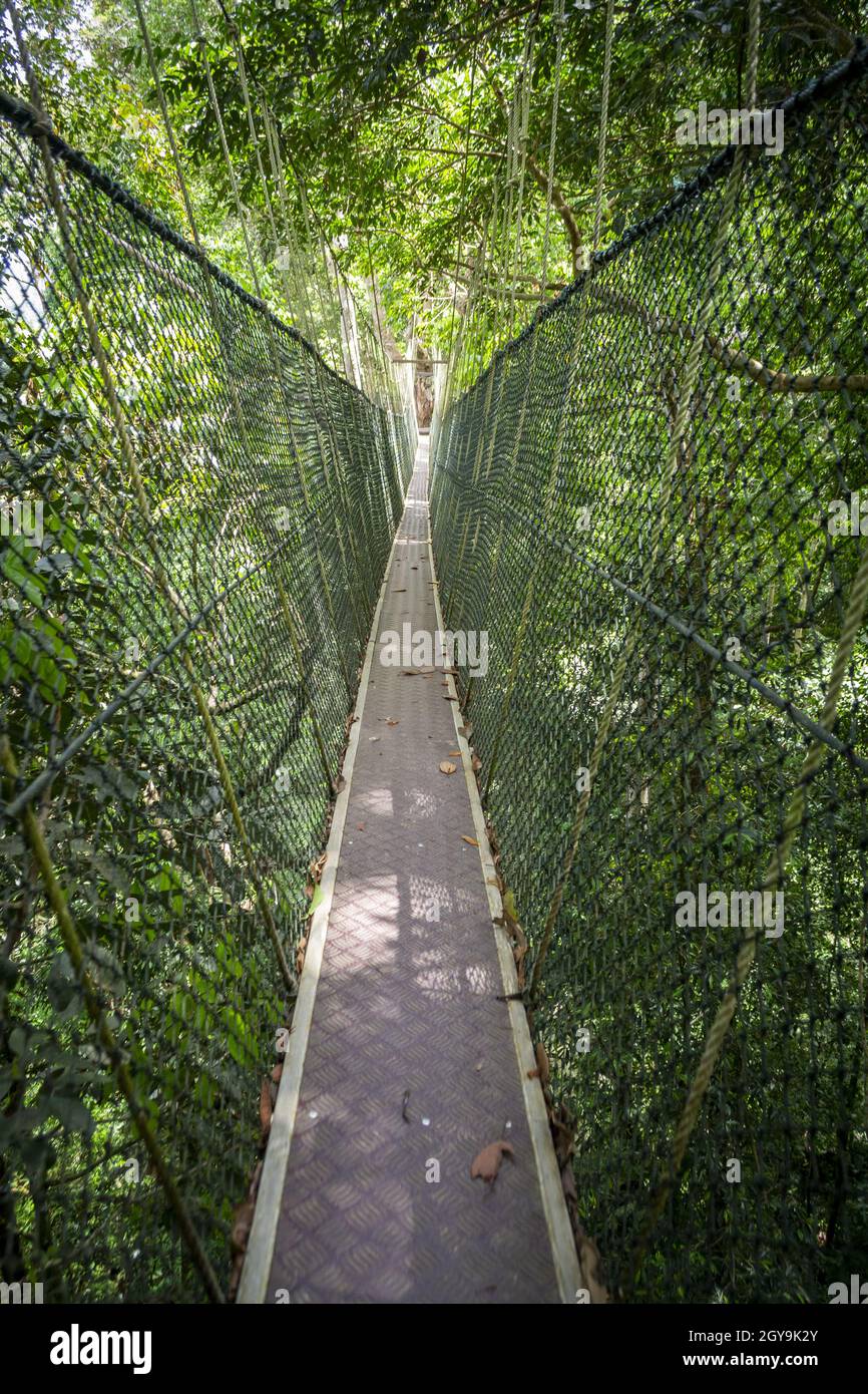 Passerelle en suspension aventureuse dans la nature Banque D'Images