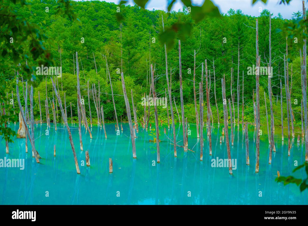 Un étang bleu qui ressemble à une forêt (Hokkaido Biei-cho). Lieu de