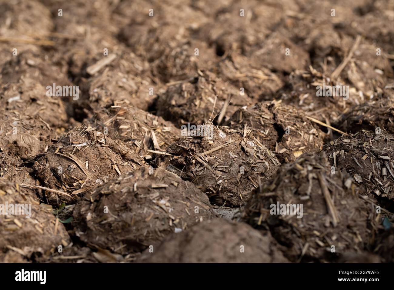 Gâteaux et pains de Dung de vache séchés pour servir de combustible naturel. Banque D'Images