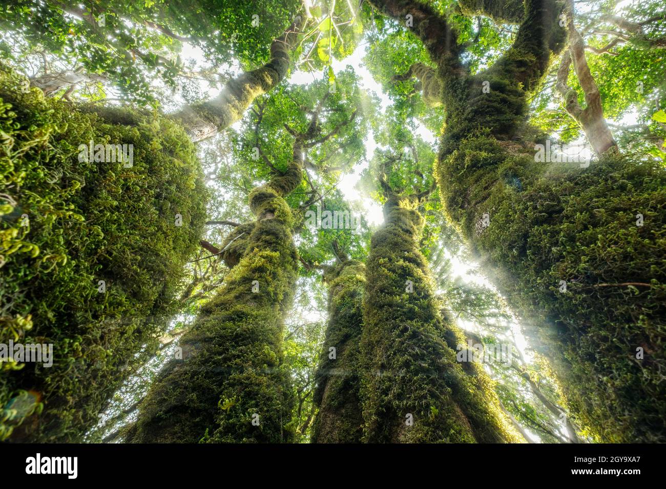 Forêt de Laurel.Arbres surcultivés avec de la mousse Anaga, Ténérife Banque D'Images