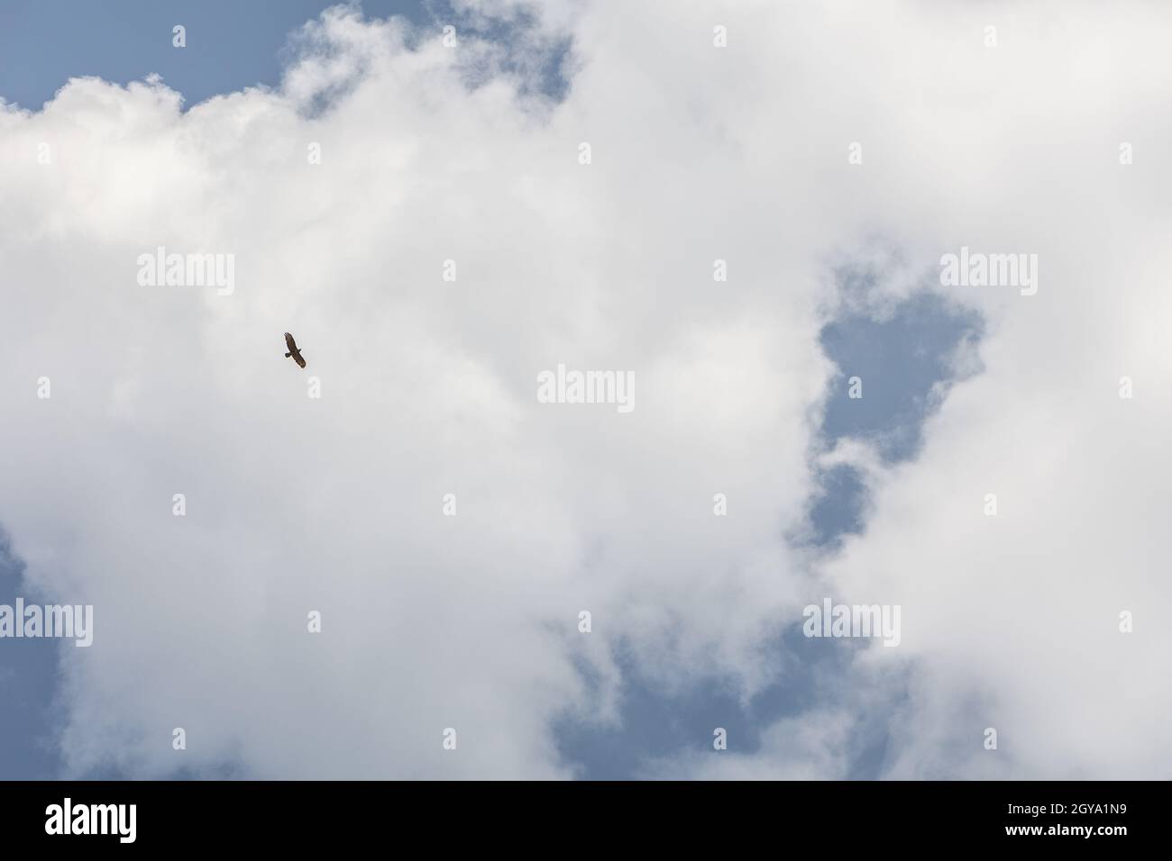 grand oiseau de proie tire majestueusement ses orbites dans le ciel Banque D'Images