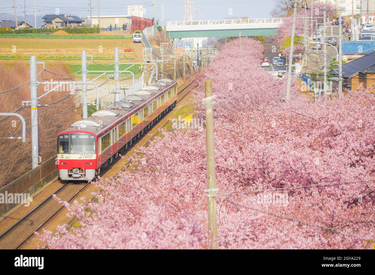 Cerisier de Kawazu et ligne Keikyu (Miurakaigan). Lieu de tournage : préfecture de kanagawa, ville de Yokohama Banque D'Images