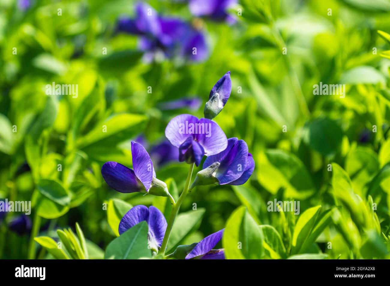 Baptizia Australis, communément appelé Blue Wild Indigo dans le jardin. Banque D'Images