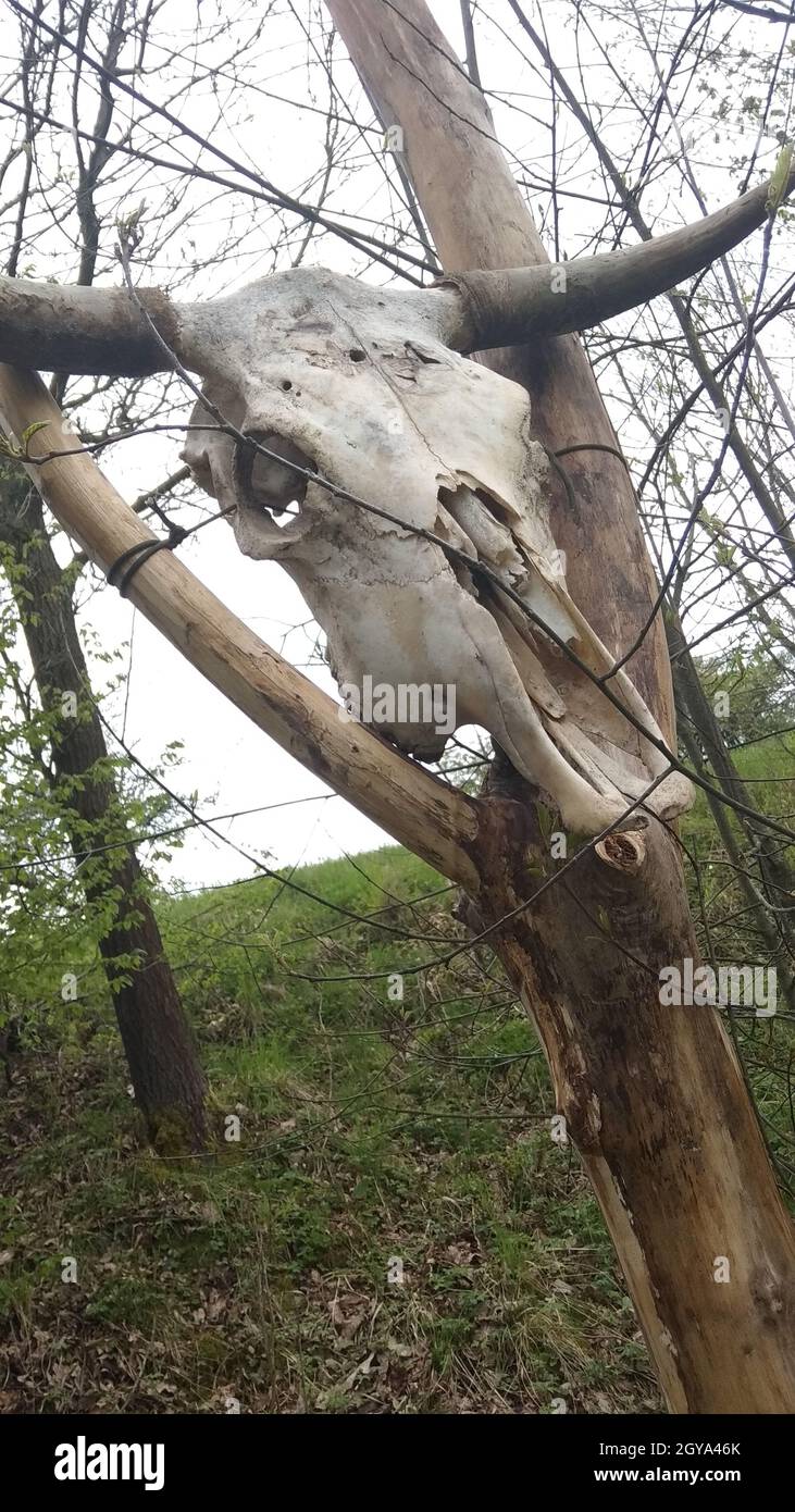 Plan vertical d'un crâne de vache sur un arbre à l'extérieur pendant la lumière du jour Banque D'Images