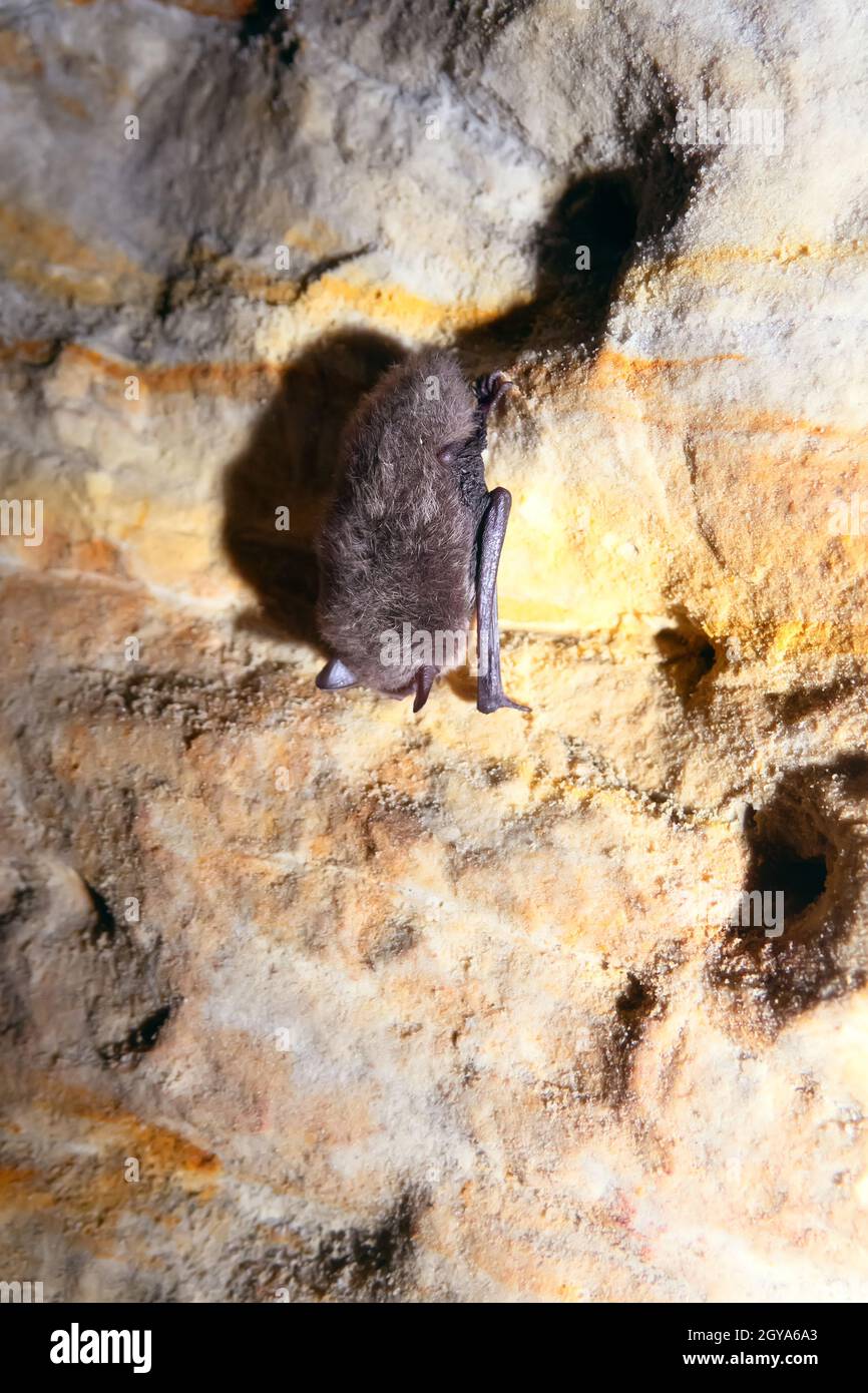 Hivernage (hibernation) des chauves-souris dans les carrières du nord-est de l'Europe. Probablement le Bat de Daubenton (Myotis daubentoni) Banque D'Images