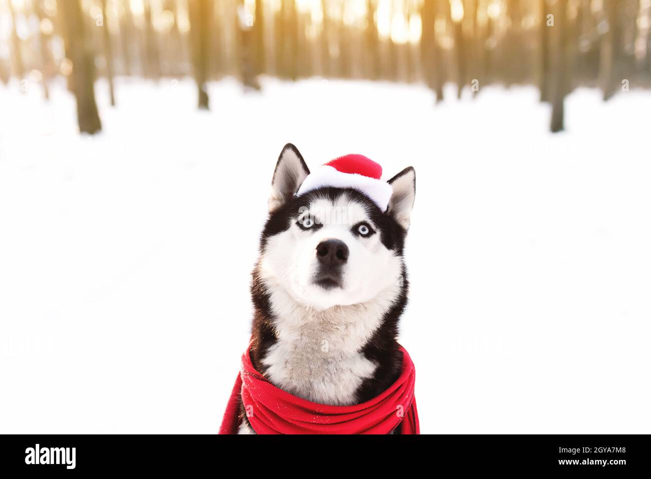 Chien Husky de Noël en foulard rouge, tenue et chapeau de père Noël dans la forêt enneigée avec des rayons de soleil. Concept de carte postale de Noël. Beaucoup de neige en victoire Banque D'Images